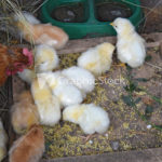 Chicken mother with chickens