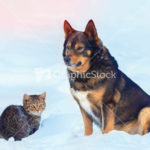 Big dog and little kitten sitting together in the snow