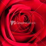 Red Rose Macro