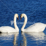 a couple of swans simbolizing heart sign